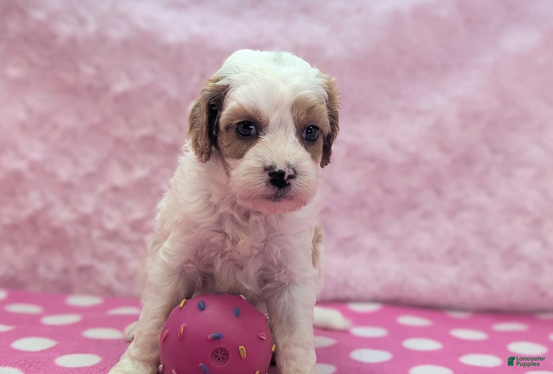 Cavapoo dogs for sale: Buzz - Image 17