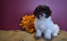Cavapoo dogs for sale: Janie - Image 6