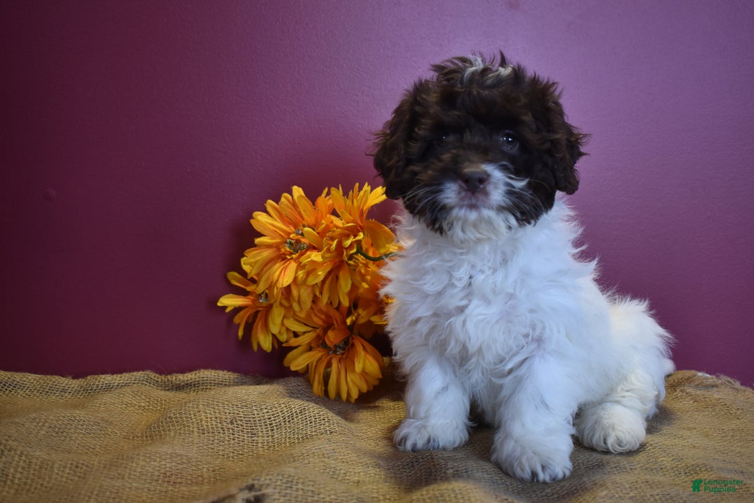 Cavapoo dogs for sale: Janie - Image 6