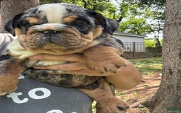 English Bulldog dogs for sale: Prince - Image 1