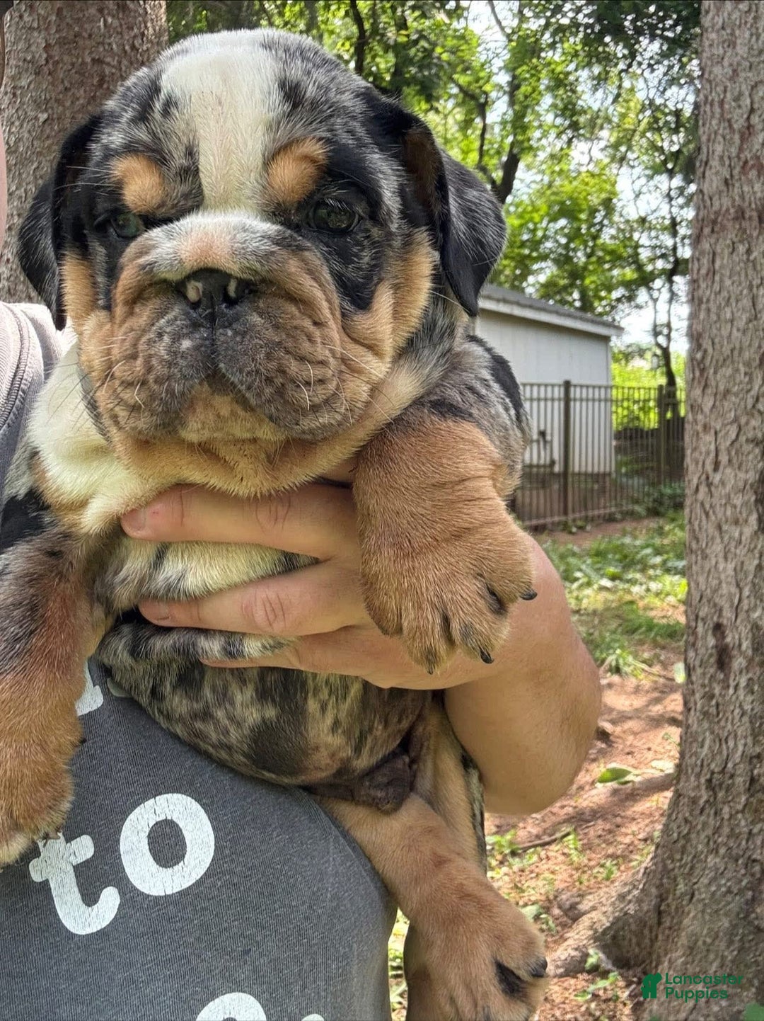 English Bulldog dogs for sale: Prince - Image 1