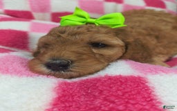 Mini Goldendoodle dogs for sale: Mila - Image 2
