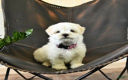 Maltese dogs for sale: Freya - Image 6
