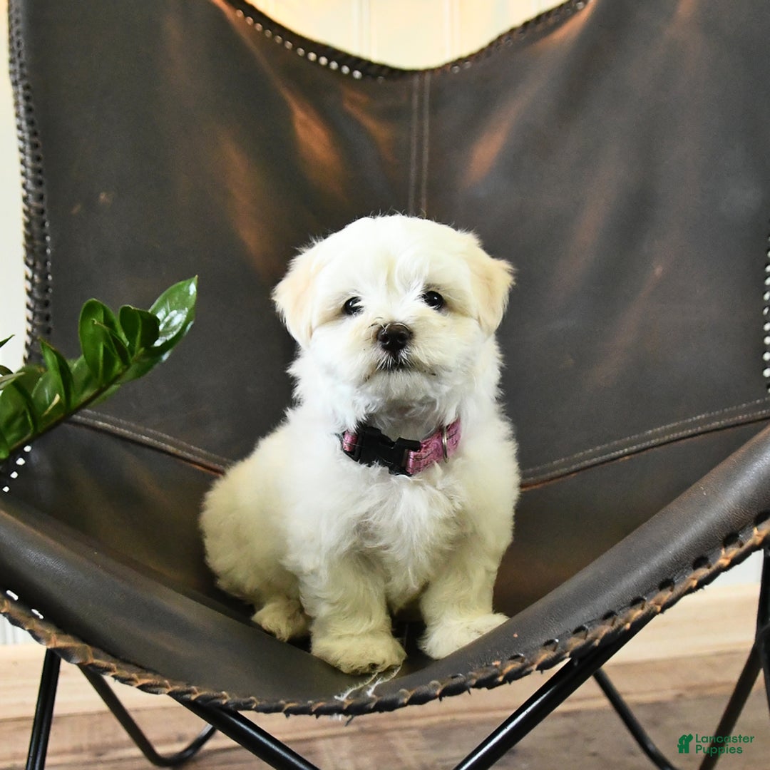 Maltese dogs for sale: Freya - Image 6