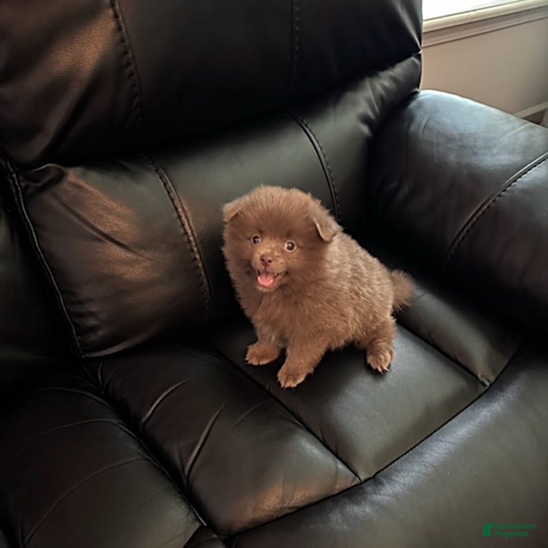 Pomeranian dogs for sale: Rodney Dangerfield - Image 1