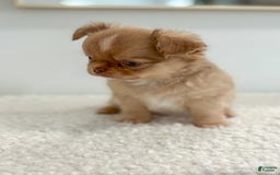 Chihuahua dogs for sale: Snickers - Image 6