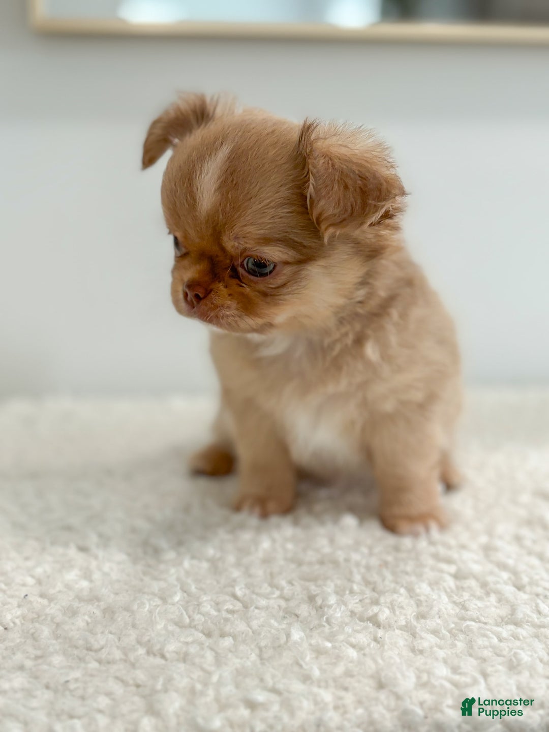 Chihuahua dogs for sale: Snickers - Image 6