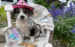 Australian Cattle Dog dogs for sale: Marcia - Image 4