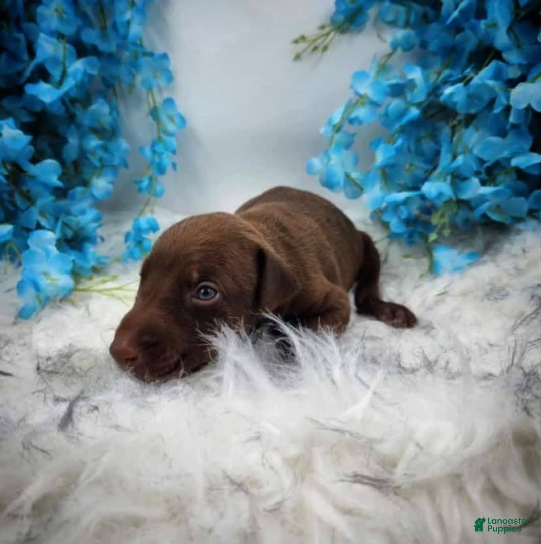 Doberman Pinscher dogs for sale: Oak - Image 1