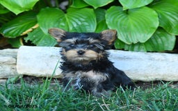 Yorkshire Terrier dogs for sale: Takoda - Image 1