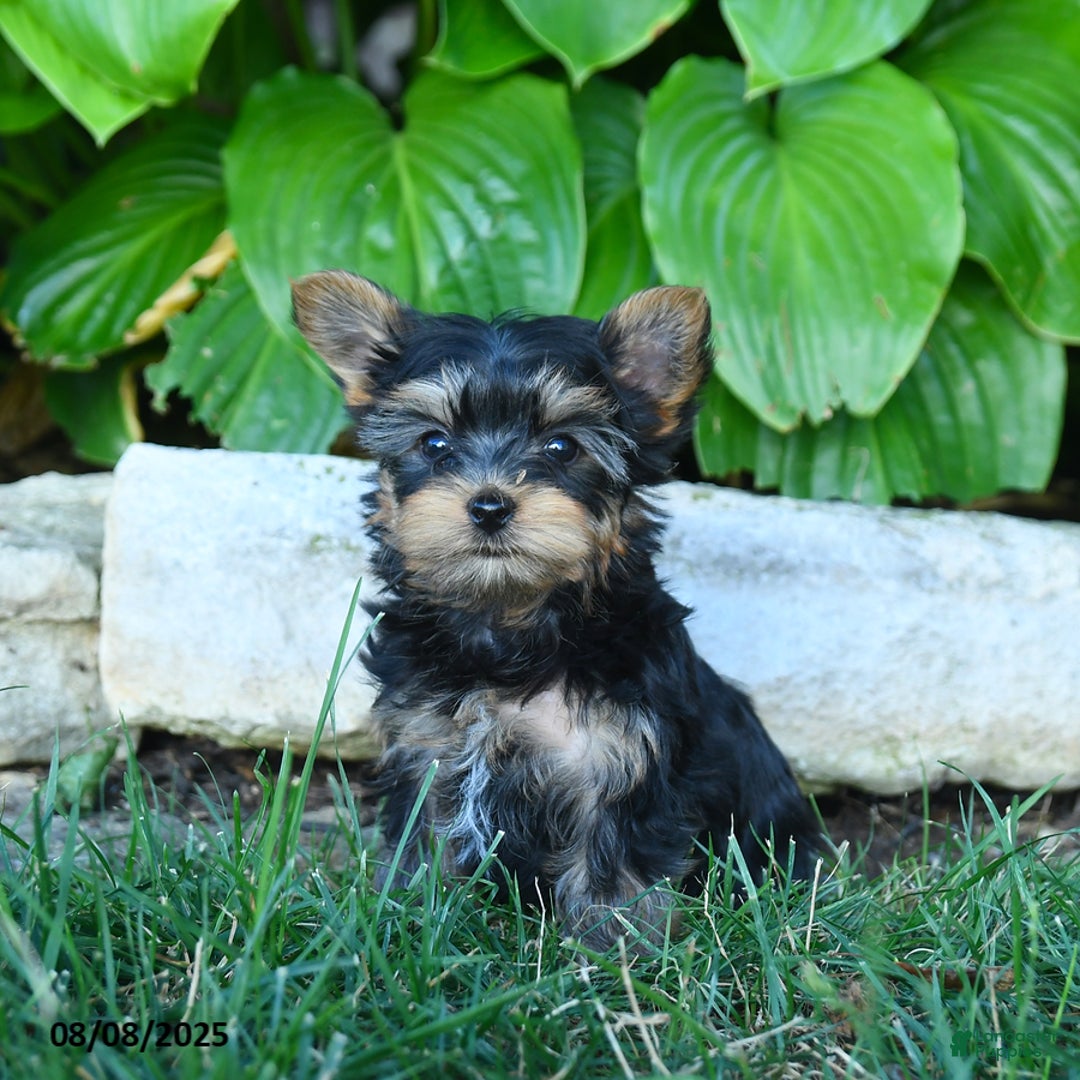 Yorkshire Terrier dogs for sale: Takoda - Image 1