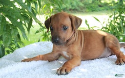 Rhodesian Ridgeback dogs for sale: Gemma - Image 12