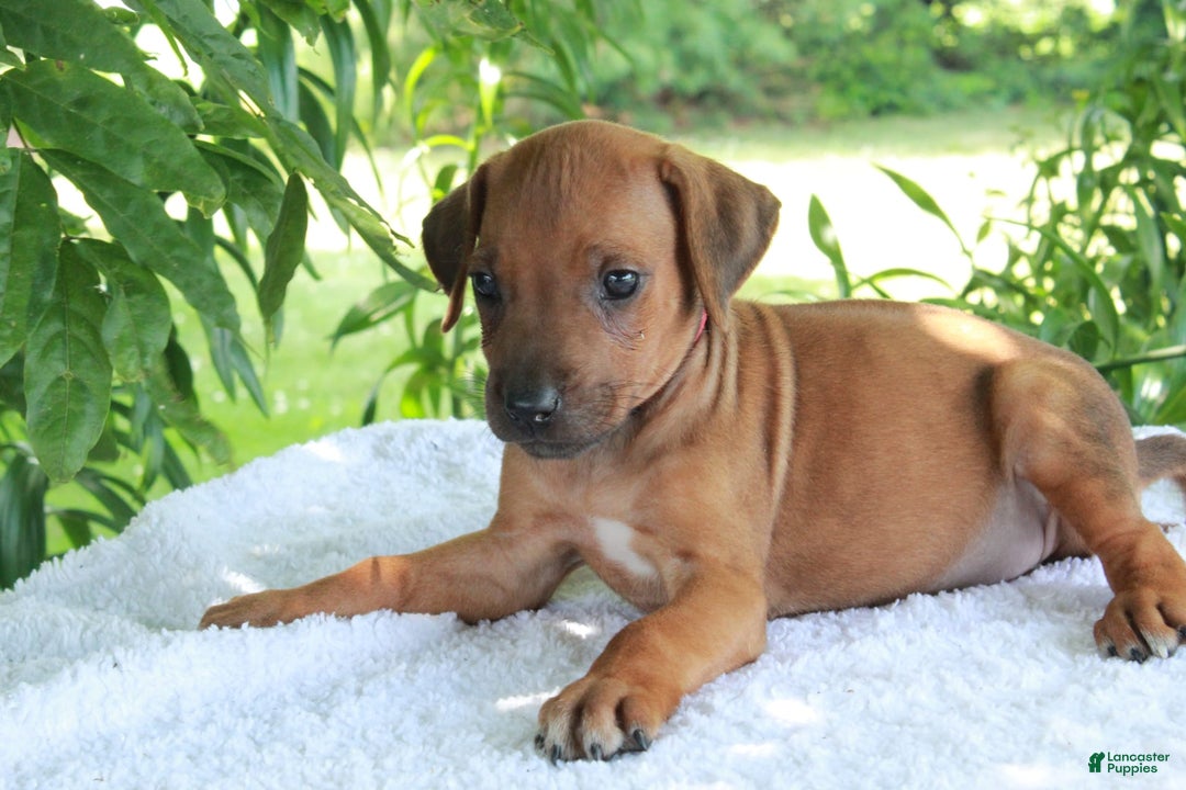 Rhodesian Ridgeback dogs for sale: Gemma - Image 12