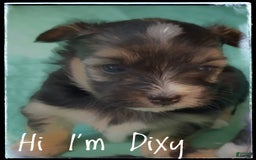 Yorkshire Terrier dogs for sale: Dixy - Image 1
