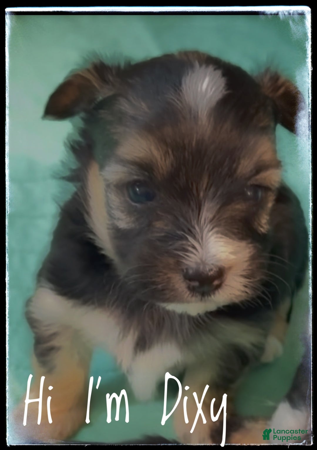 Yorkshire Terrier dogs for sale: Dixy - Image 1
