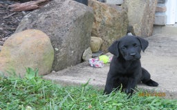 Labrador Retriever dogs for sale: Bella - Image 8