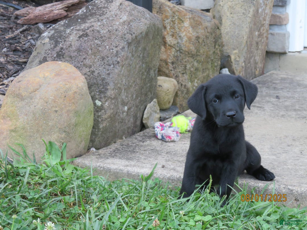 Labrador Retriever dogs for sale: Bella - Image 8