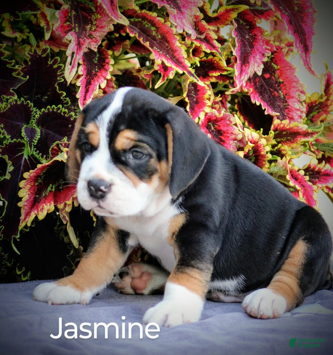Beabull dogs for sale: Jasmine - Image 3