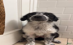 Australian Cattle Dog dogs for sale: Ash - Image 1