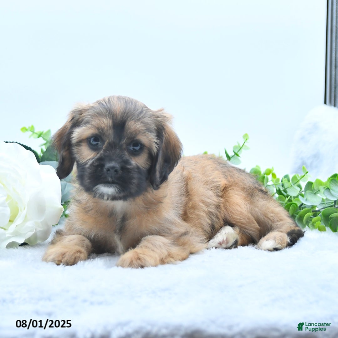 Shih Tzu dogs for sale: Nora - Image 4
