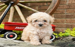 Toy Poodle dogs for sale: Debra - Image 3