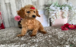 Toy Poodle dogs for sale: Cloey - Image 12
