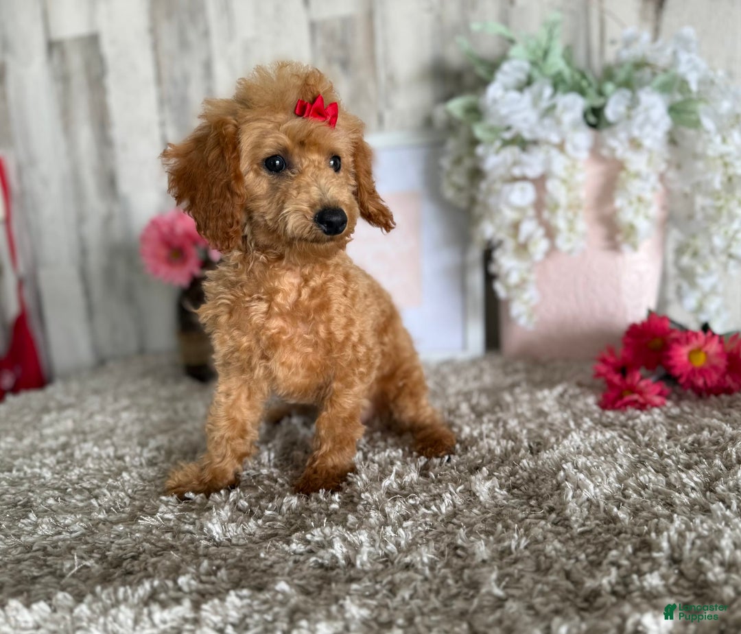 Toy Poodle dogs for sale: Cloey - Image 12