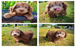 Havapoo dogs for sale: Havapoo 7 puppies - Image 1