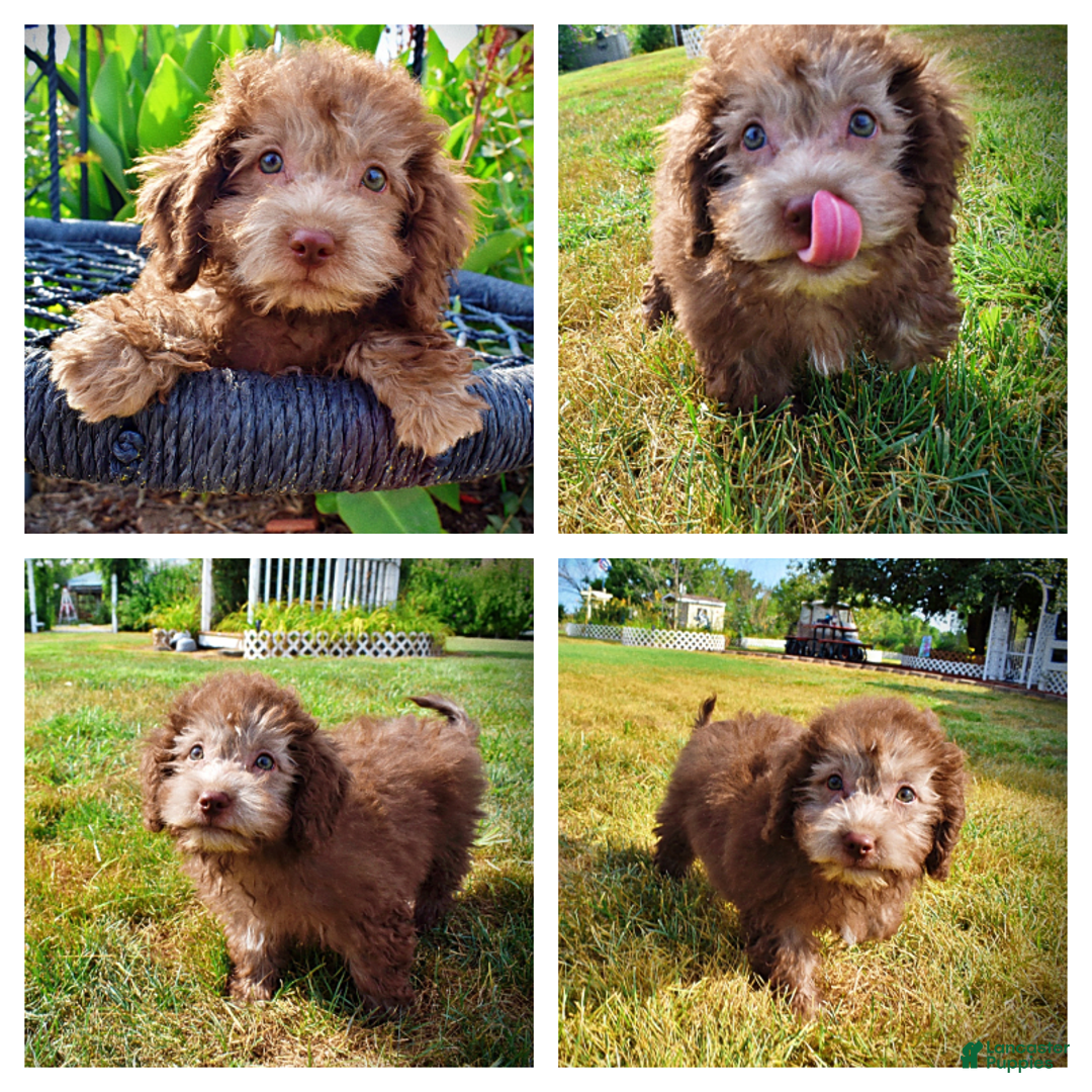 Havapoo dogs for sale: Havapoo 7 puppies - Image 1