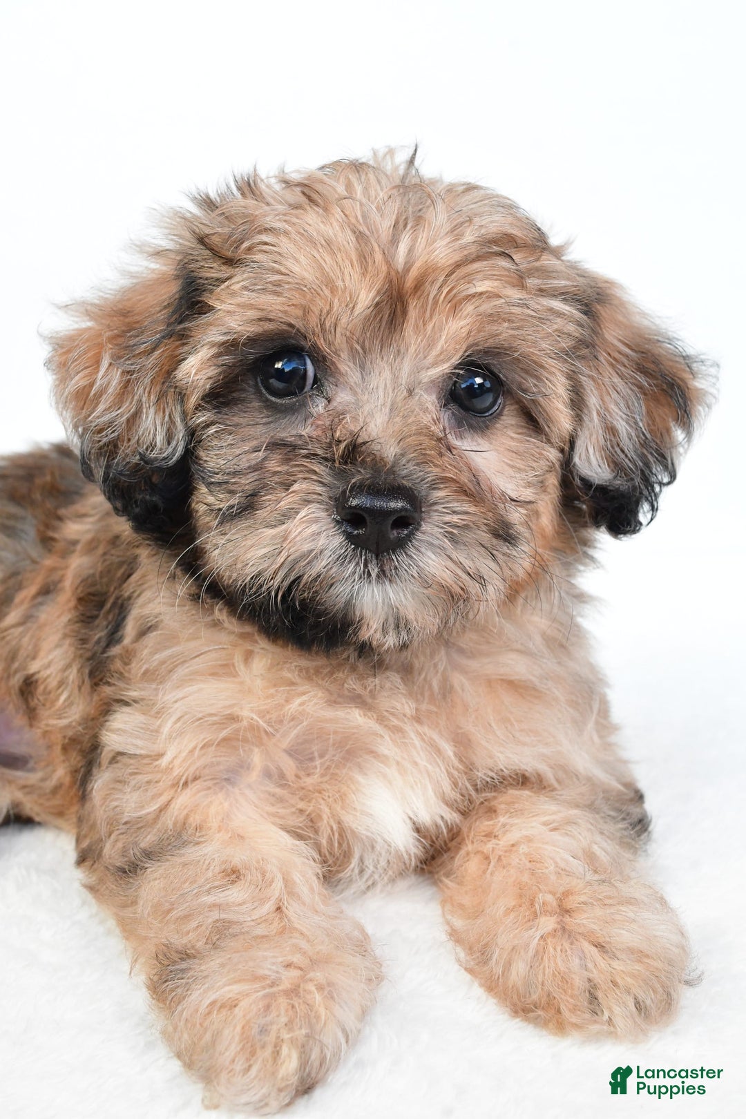 Yorkiepoo dogs for sale: Pearl - Image 6