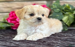 Cavalier King Charles Spaniel dogs for sale: Enzo - Image 3
