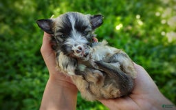 Morkie dogs for sale: Rare Sable Blaze - Image 7