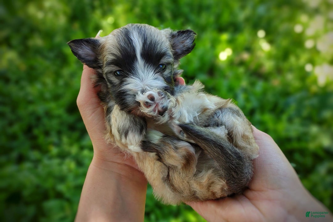 Morkie dogs for sale: Rare Sable Blaze - Image 7