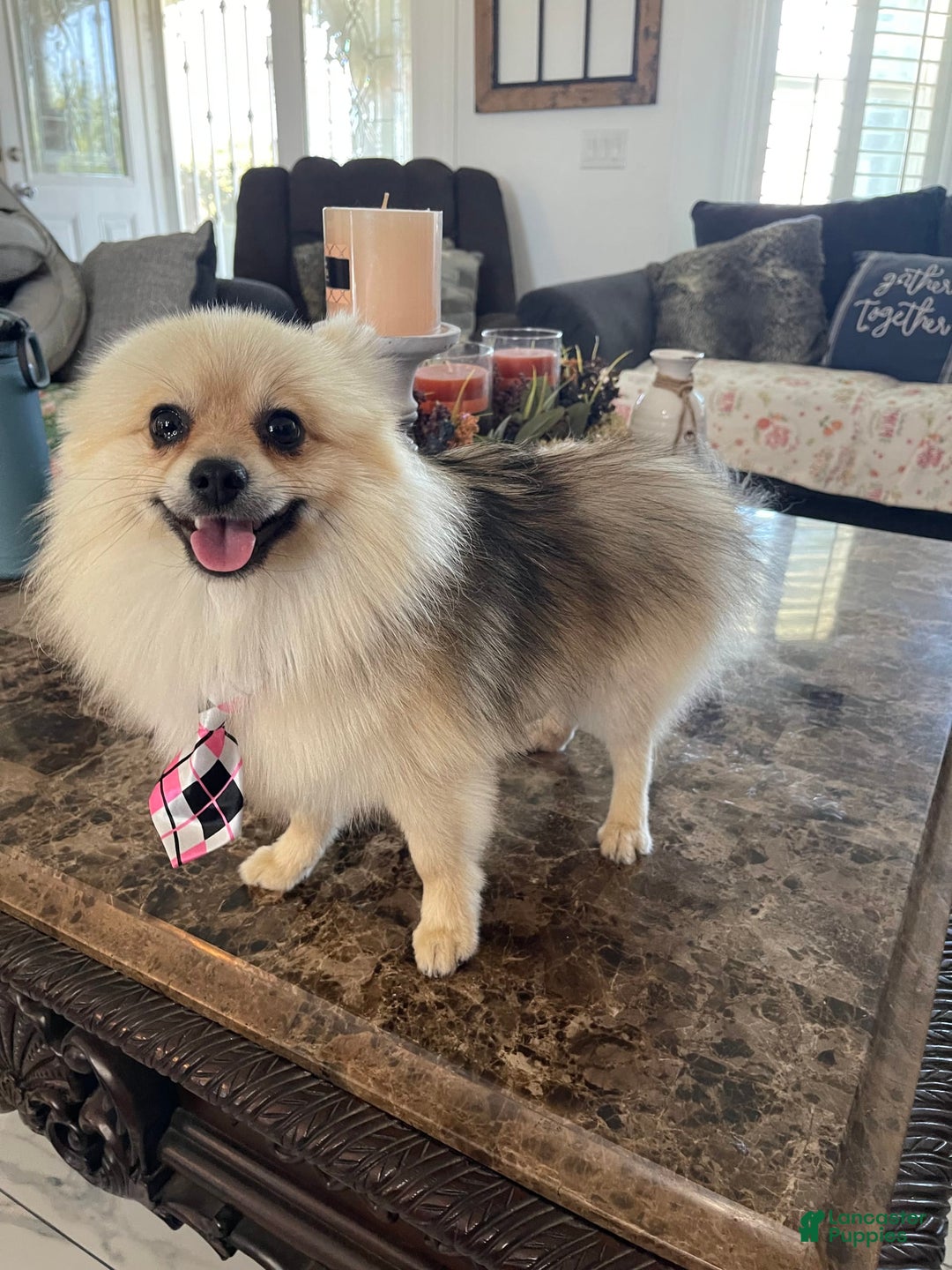 Pomeranian dogs for sale: Harley - Image 8