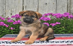 German Shepherd dogs for sale: Hailee - Image 4