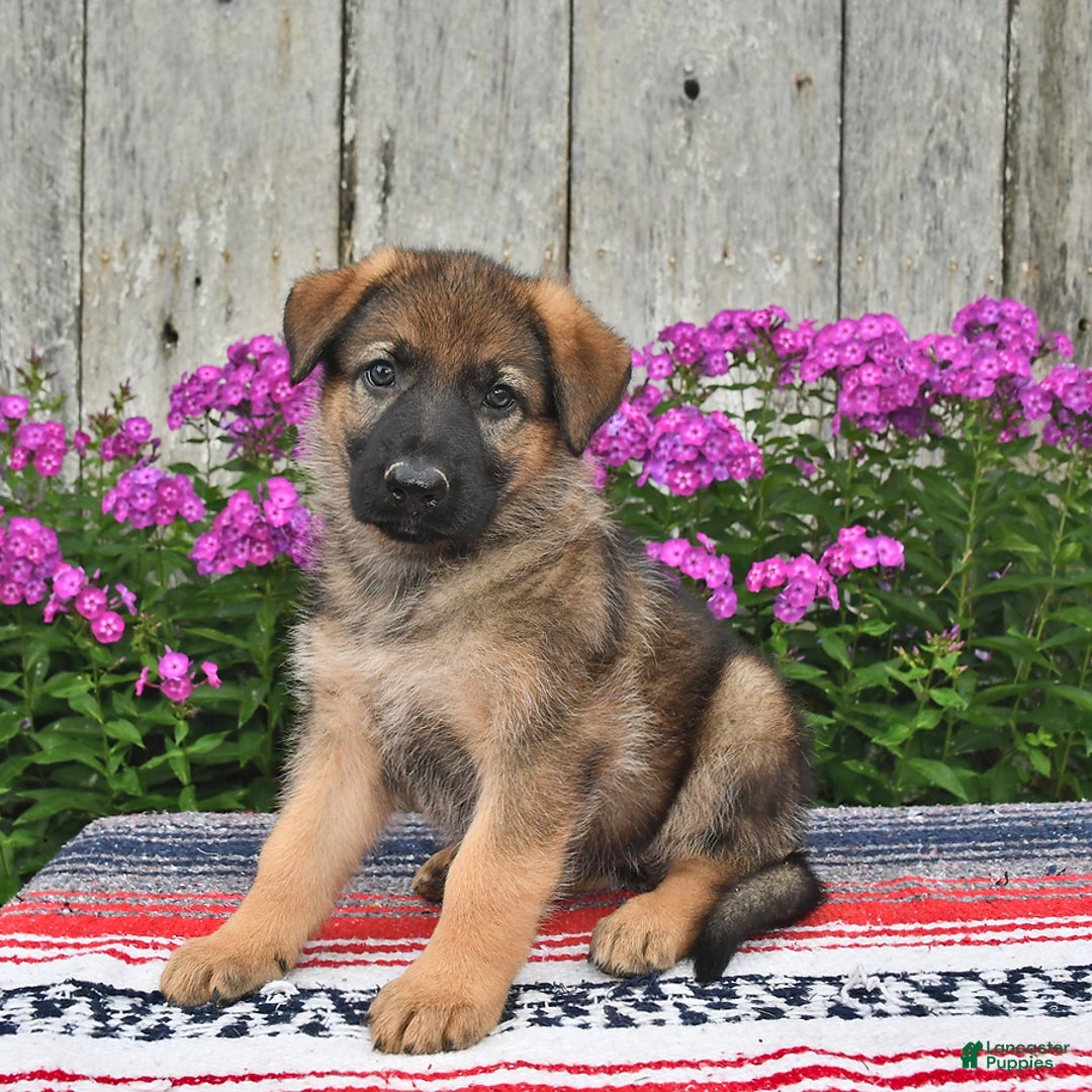 German Shepherd dogs for sale: Hailee - Image 4