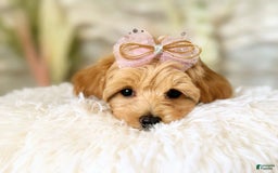 Maltipoo dogs for sale: Dark Pink Collar - Image 4