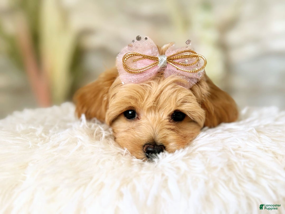 Maltipoo dogs for sale: Dark Pink Collar - Image 4