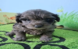 Mini Aussiedoodle dogs for sale: Lavender - Image 4