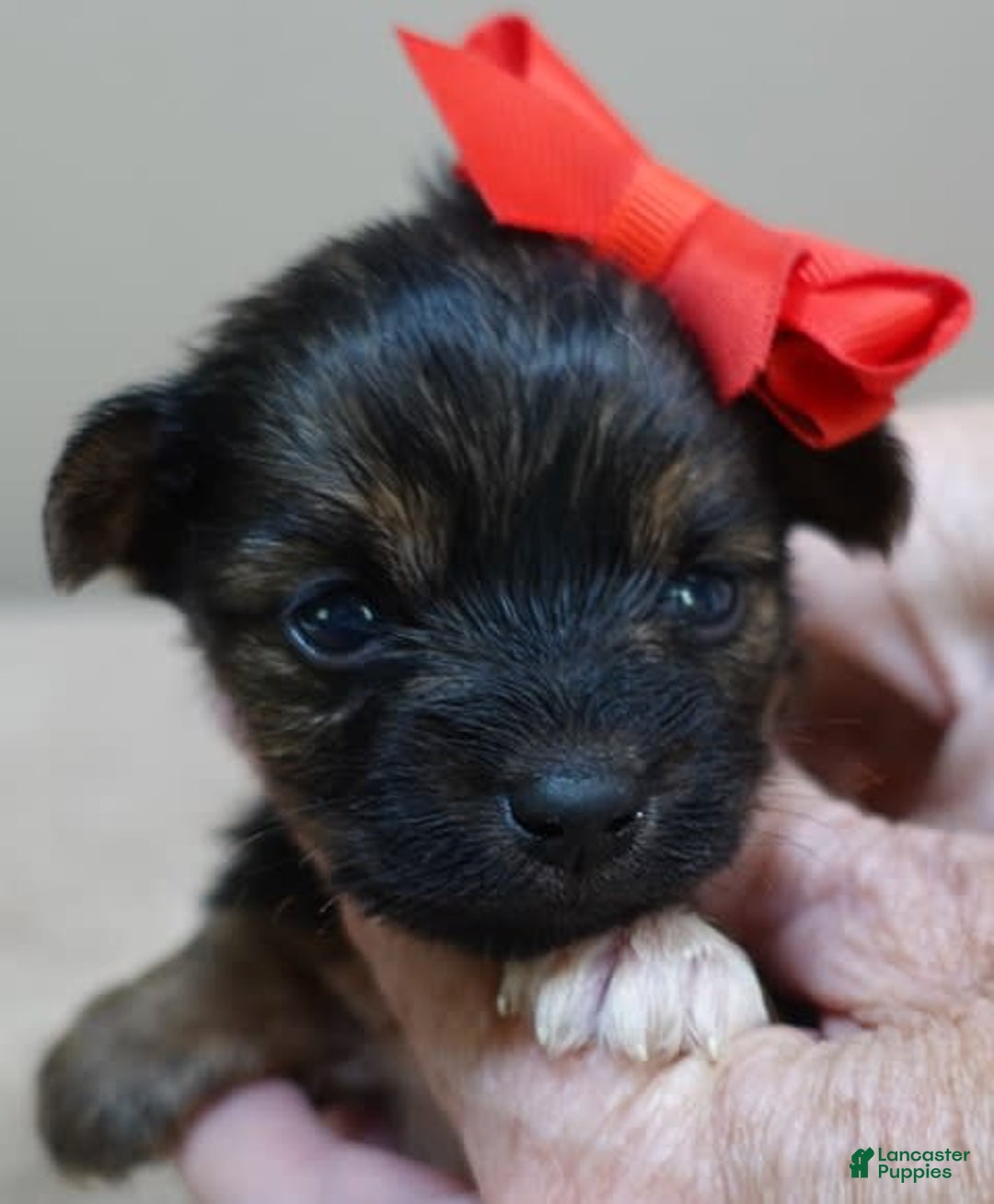 Yorkshire Terrier dogs for sale: Nessie - Image 16