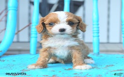 Cavapoo dogs for sale: Amber - Image 5