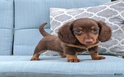 Miniature Dachshund dogs for sale: Coco - Image 9