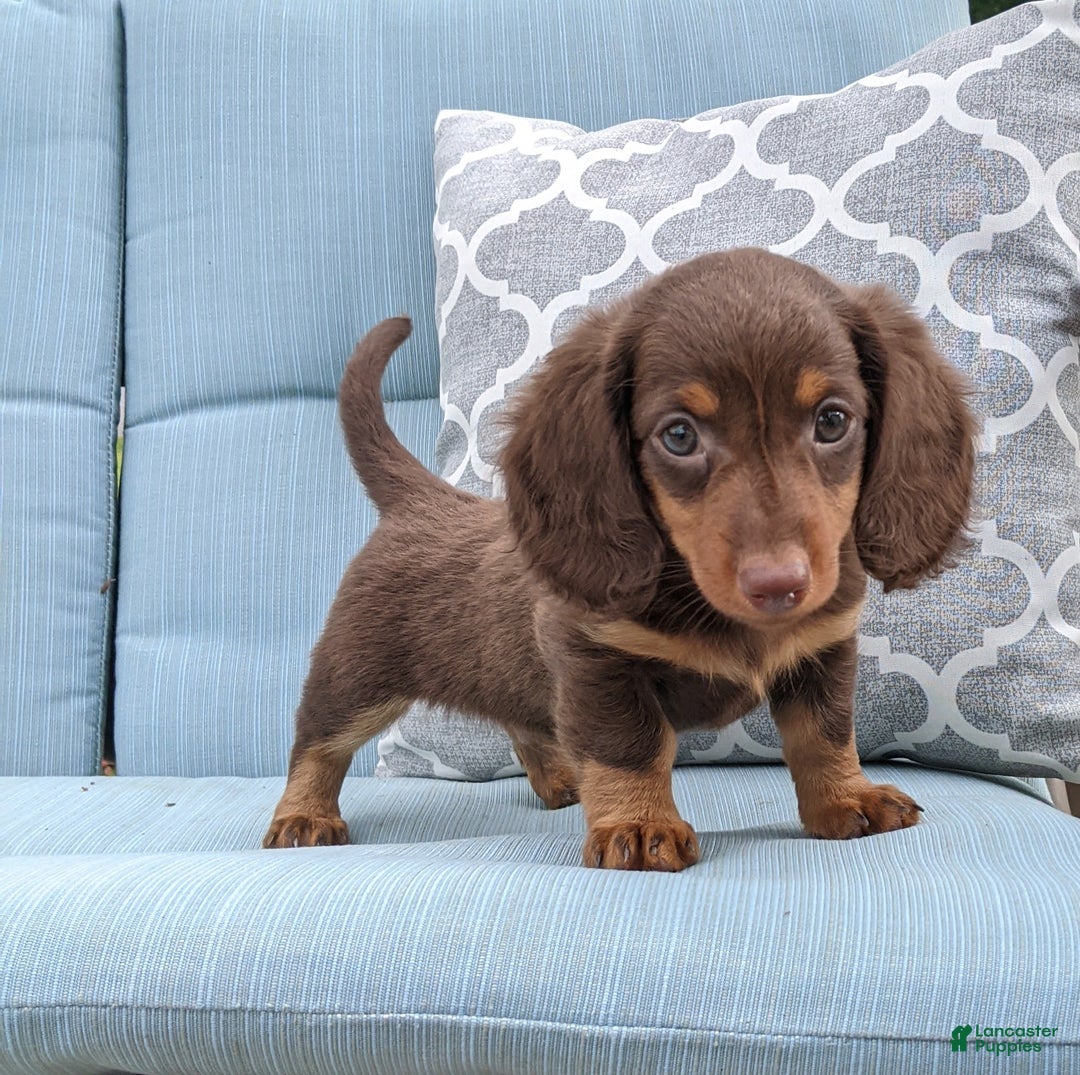 Miniature Dachshund dogs for sale: Coco - Image 9