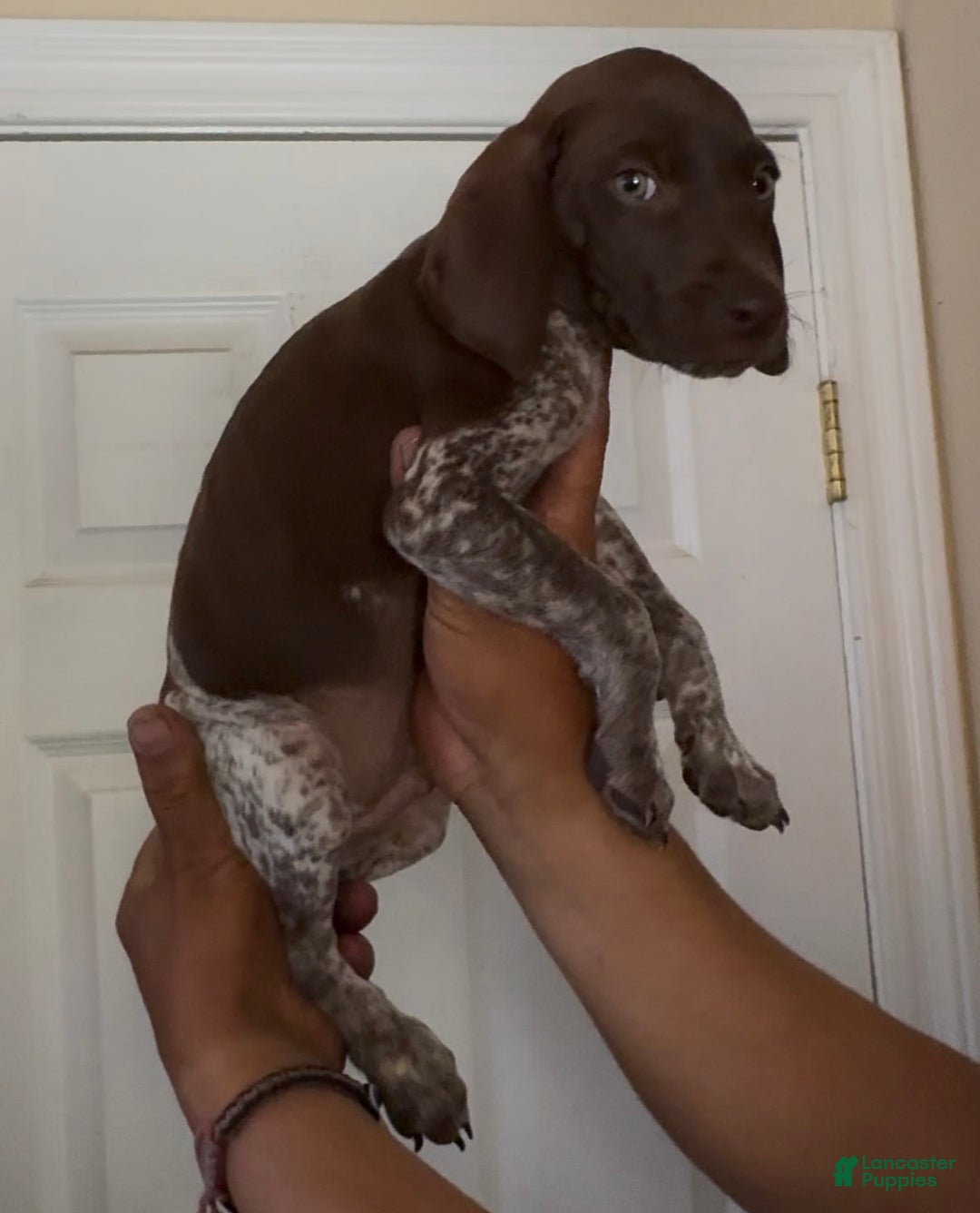 German Shorthaired Pointer dogs for sale: Boy 2 - Image 2