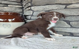 Australian Shepherd dogs for sale: Fido - Image 5