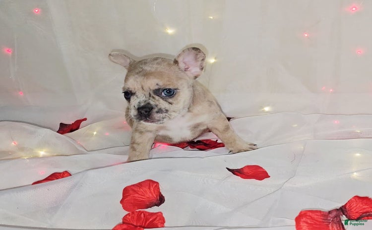 French Bulldog dogs for sale - Ad 3