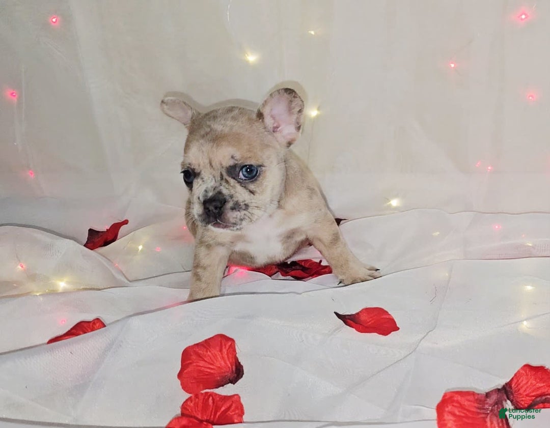 French Bulldog dogs for sale: Daphne - Image 1