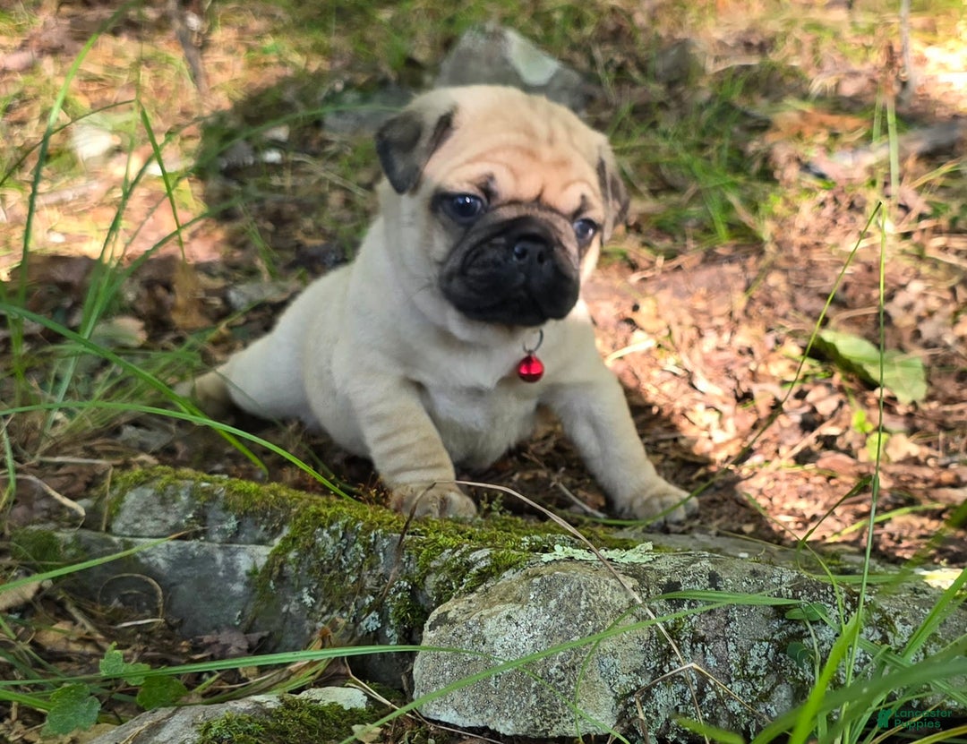 Pug dogs for sale: Don - Image 9