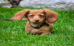 Miniature Dachshund dogs for sale: Crystal - Image 10