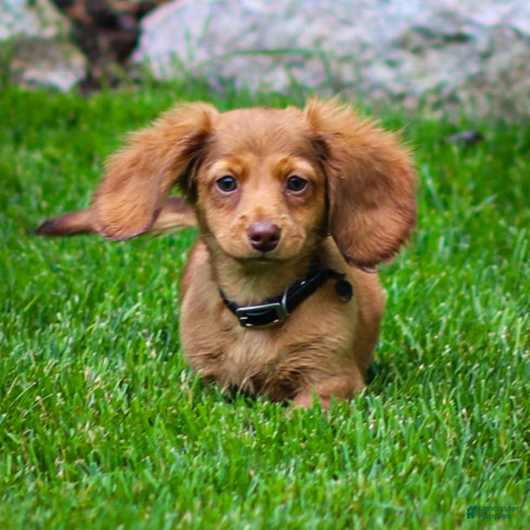Miniature Dachshund dogs for sale: Crystal - Image 10